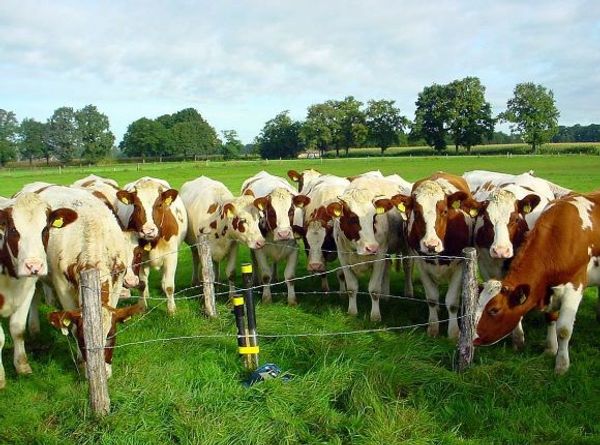 Koeien staan rondom een peilbuis in het Boetelerveld