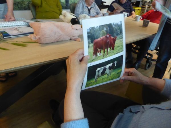 Foto's van koeien zijn een aanknopingspunt om te praten over het leven op de boerderij.