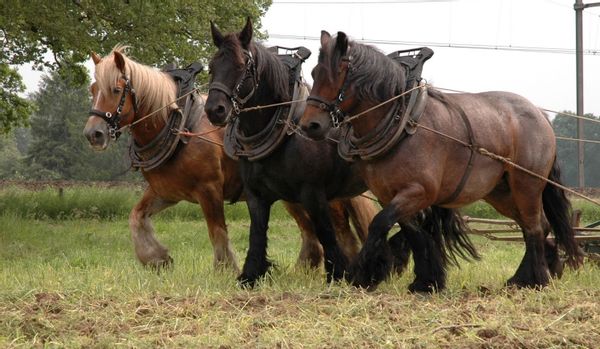Fraaie werkzaamheden met het paard