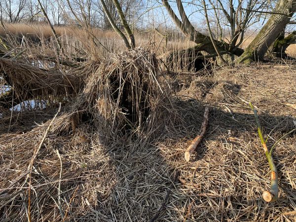 bevervraat bij Langenholte