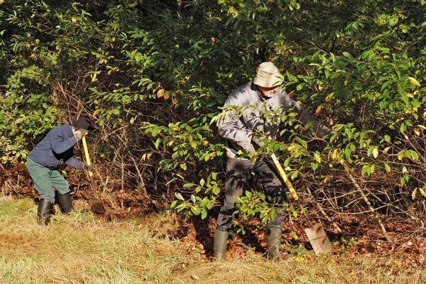 Natuurwerkgroep EnHoe verwijdert vogelkers